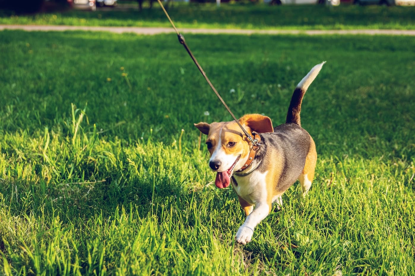 Happy dog on leash running through grass