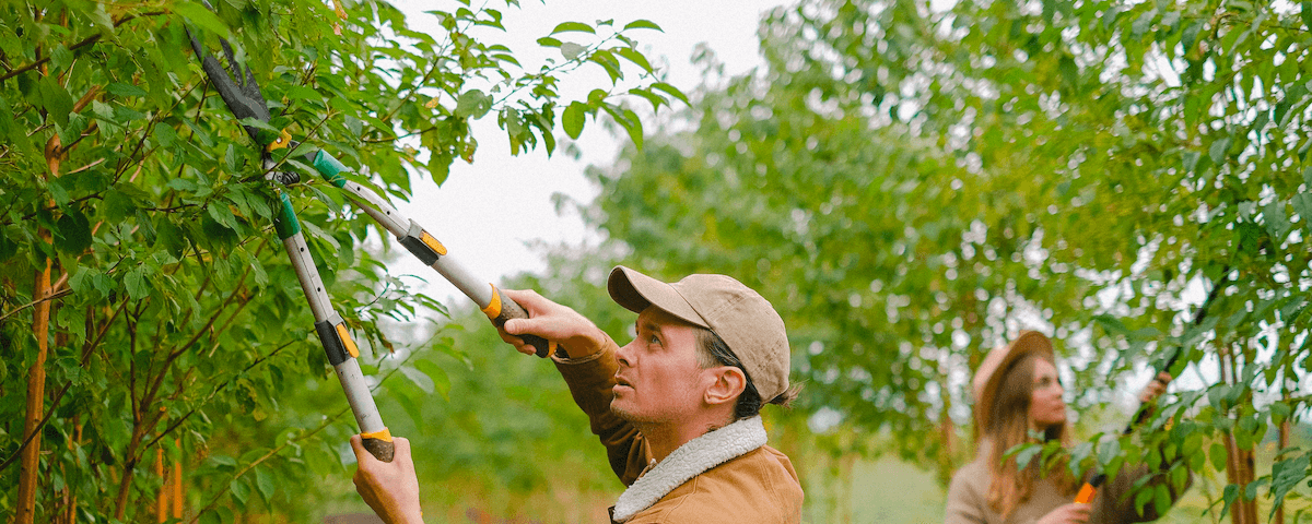 Tree Removal Sammamish