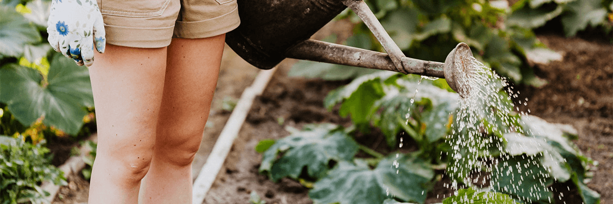 Woman in shorts in a garden watering some leafy greens with an old fashioned watering can.