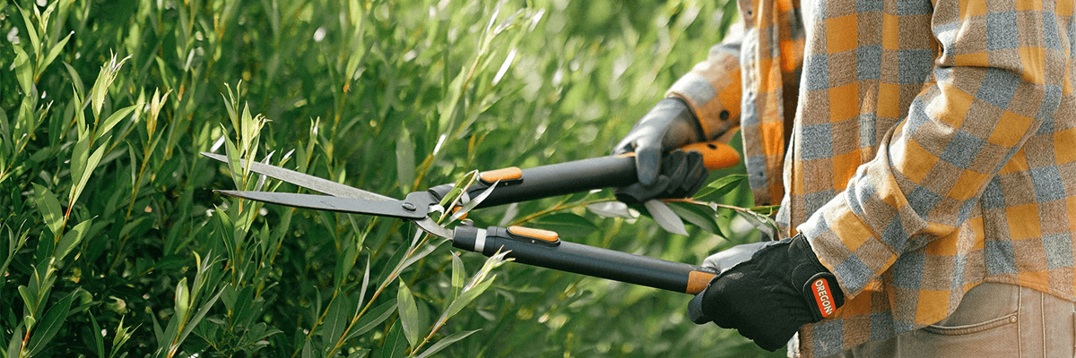 Person in a yellow flannel shirt and gloves with shears trimming a hedge.