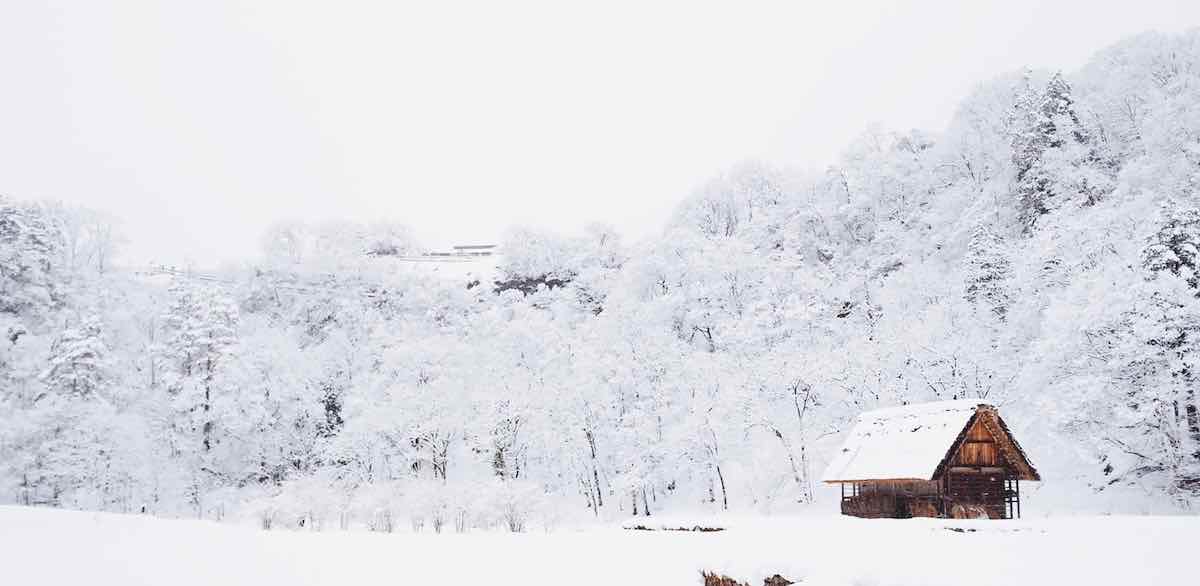 snow-covered tree lot during daytime