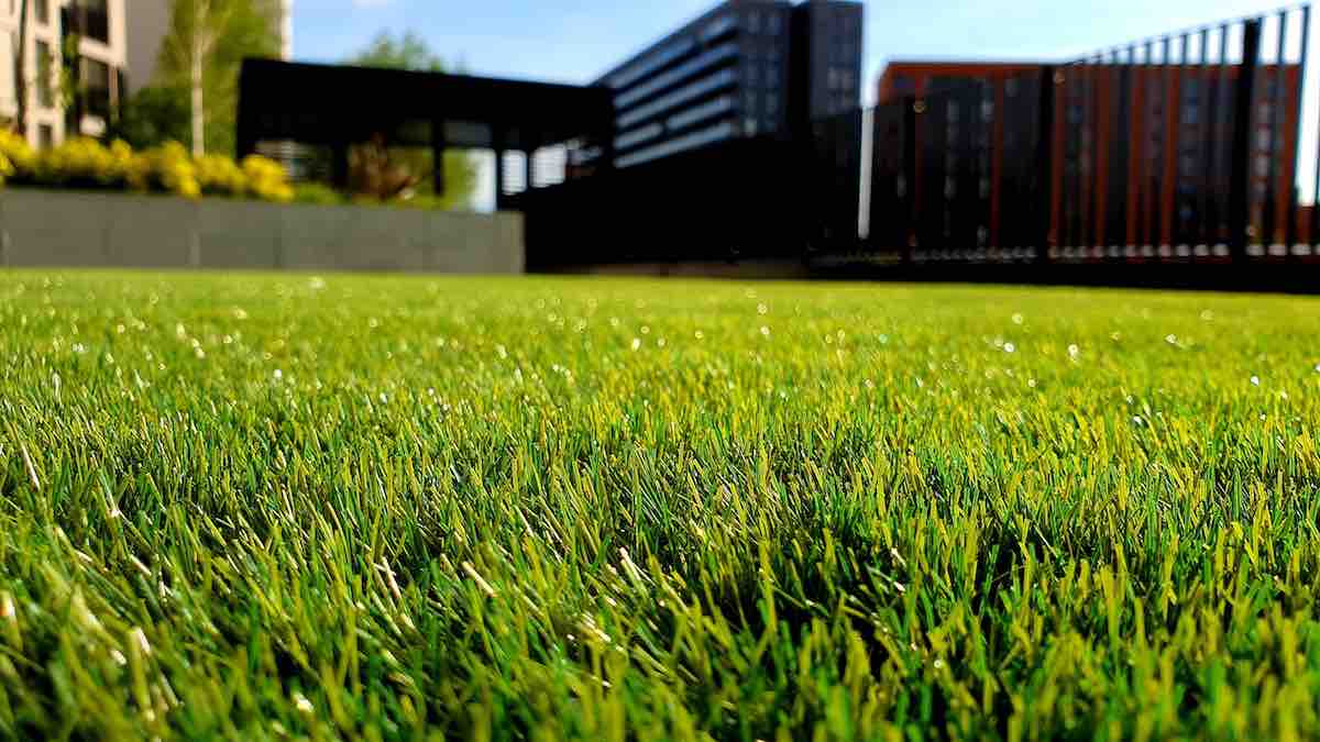 Grass Seeding