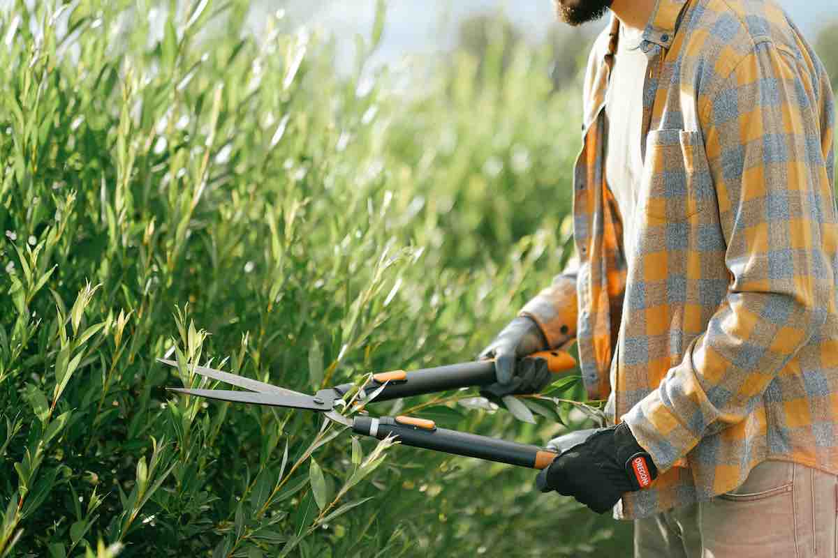 Person Using Shears to Trim Leaves