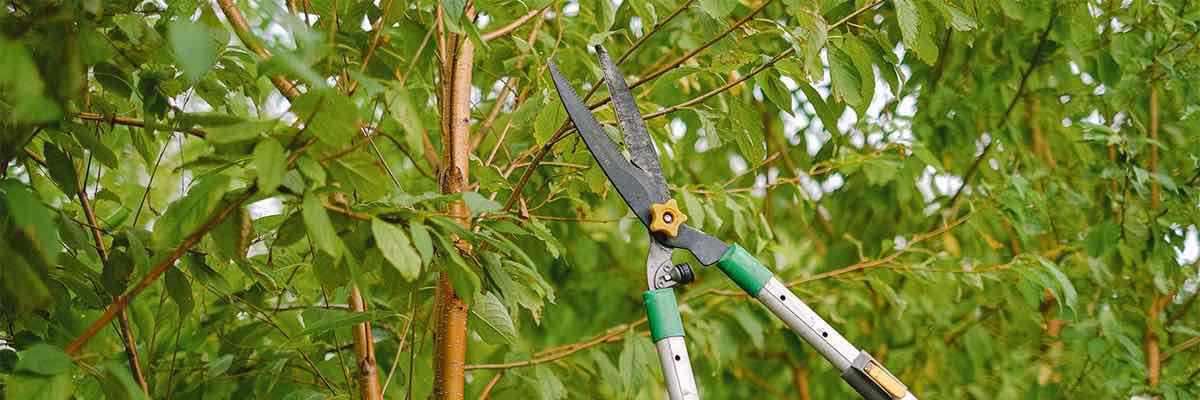 Gardener cutting branches of tree in garden