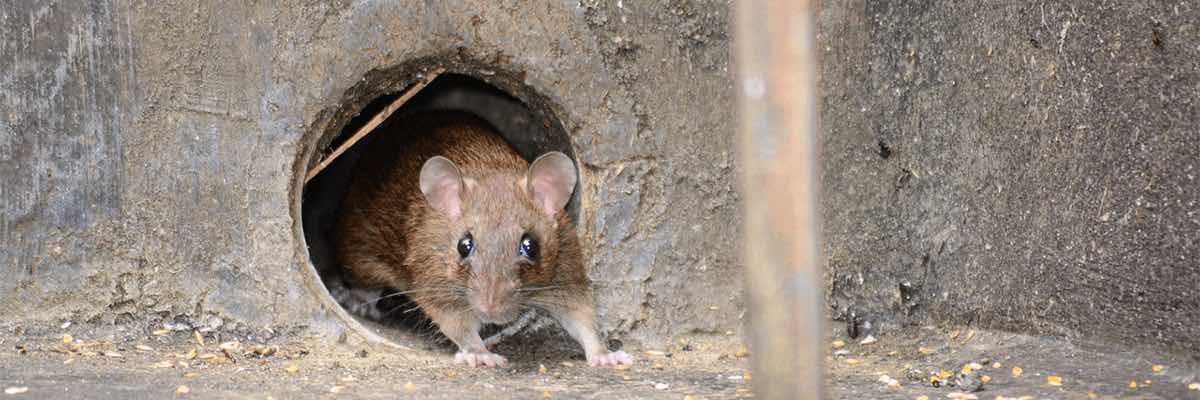 A cute mouse coming out of a hole