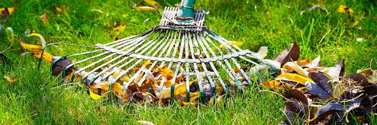 close-up of a rake raking leaves