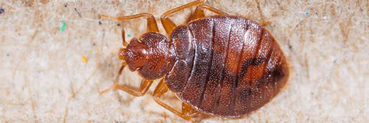 A disgusting close-up of a bedbug. Why? Who wants a picture of this?!