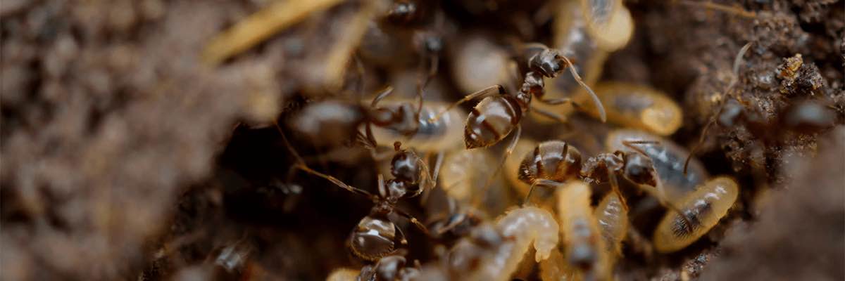 Termites with their larvae