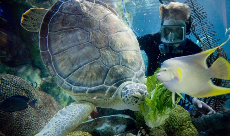 Picture of a turtle at the Shedd Aquarium